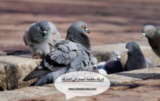 شركة مكافحة الحمام في الشارقة