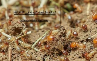 شركة مكافحة الرمة في الشارقة