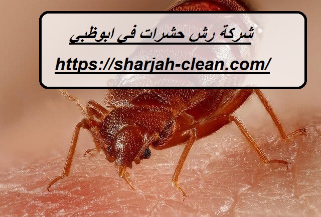 شركة رش حشرات في ابوظبي